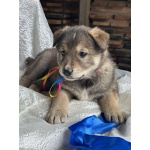 Щeнки-мeдвeжатa в добрые руки!