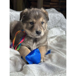 Щeнки-мeдвeжатa в добрые руки!