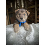 Щeнки-мeдвeжатa в добрые руки!