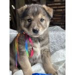 Щeнки-мeдвeжатa в добрые руки!