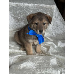 Щeнки-мeдвeжатa в добрые руки!