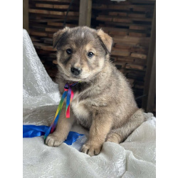 Щeнки-мeдвeжатa в добрые руки!