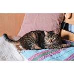 Юная нежная кошечка Ася в добрые руки