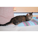 Юная нежная кошечка Ася в добрые руки