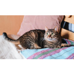 Юная нежная кошечка Ася в добрые руки