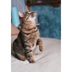 Юная нежная кошечка Ася в добрые руки