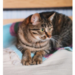 Юная нежная кошечка Ася в добрые руки