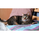 Юная нежная кошечка Ася в добрые руки