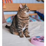 Юная нежная кошечка Ася в добрые руки