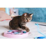 Юная нежная кошечка Ася в добрые руки