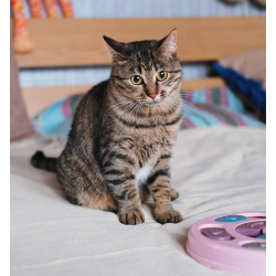 Юная нежная кошечка Ася в добрые руки