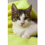 Добрый ласковый котеночек Степочка