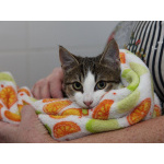 Добрый ласковый котеночек Степочка