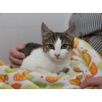 Добрый ласковый котеночек Степочка