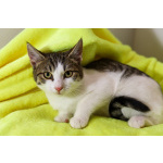 Добрый ласковый котеночек Степочка