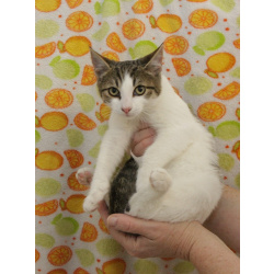 Добрый ласковый котеночек Степочка