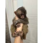 Обезьяна макака резус