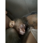 Обезьяна макака резус