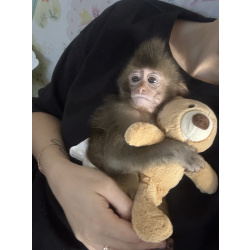 Обезьяна макака резус