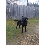 На станции рижского направления найден пес в коричневом ошейнике