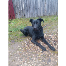 На станции рижского направления найден пес в коричневом ошейнике