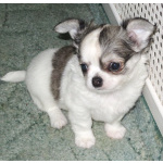 чихуахуа мальчик