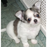 чихуахуа мальчик