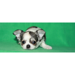 чихуахуа мальчик