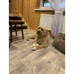 Замечательная Лиза в добрые руки.