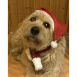 Замечательная Лиза в добрые руки.