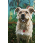 Замечательная Лиза в добрые руки.