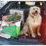 Замечательная Лиза в добрые руки.