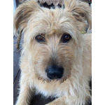 Замечательная Лиза в добрые руки.