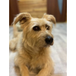 Замечательная Лиза в добрые руки.