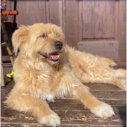 Замечательная Лиза в добрые руки.