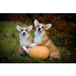 Вельш корги пемброк