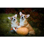 Вельш корги пемброк