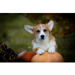 Вельш корги пемброк