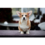 Вельш корги пемброк