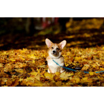 Вельш корги пемброк