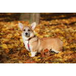 Вельш корги пемброк