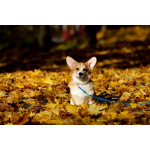 Вельш корги пемброк