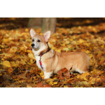 Вельш корги пемброк