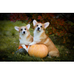 Вельш корги пемброк