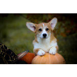 Вельш корги пемброк