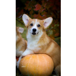 Вельш корги пемброк