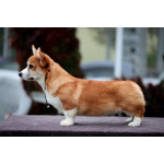 Вельш корги пемброк