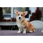 Вельш корги пемброк