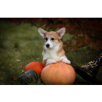 Вельш корги пемброк