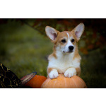 Вельш корги пемброк